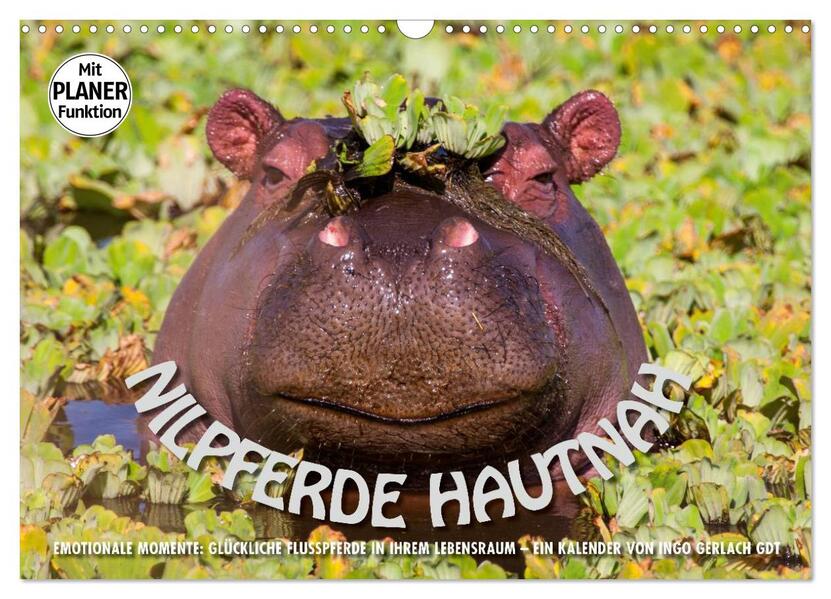 Emotionale Momente: Nilpferde hautnah (Wandkalender 2026 DIN A3 quer) CALVENDO Monatskalender