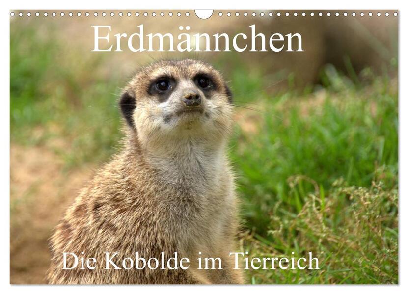 Erdmännchen - Die Kobolde im Tierreich (Wandkalender 2026 DIN A3 quer) CALVENDO Monatskalender