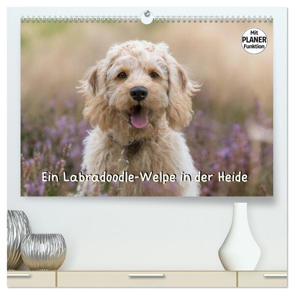 Ein Labradoodle-Welpe in der Heide (hochwertiger Premium Wandkalender 2026 DIN A2 quer) Kunstdruck in Hochglanz