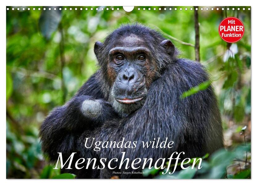 Ugandas wilde Menschenaffen (Wandkalender 2026 DIN A3 quer) CALVENDO Monatskalender