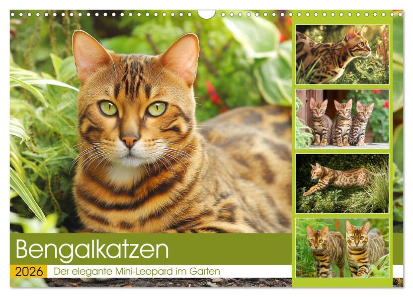Bengalkatzen. Der elegante Mini-Leopard im Garten (Wandkalender 2026 DIN A3 quer) CALVENDO Monatskalender