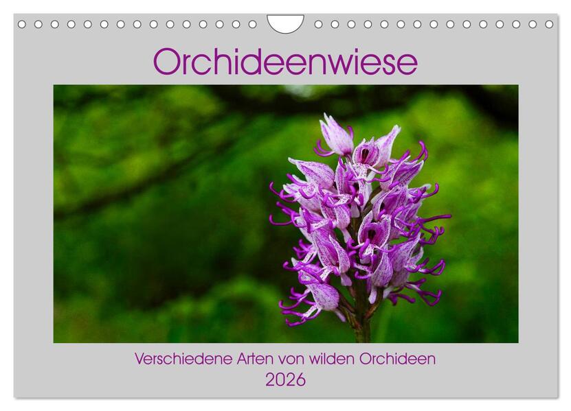 Orchideenwiese 2026 (Wandkalender 2026 DIN A4 quer) CALVENDO Monatskalender
