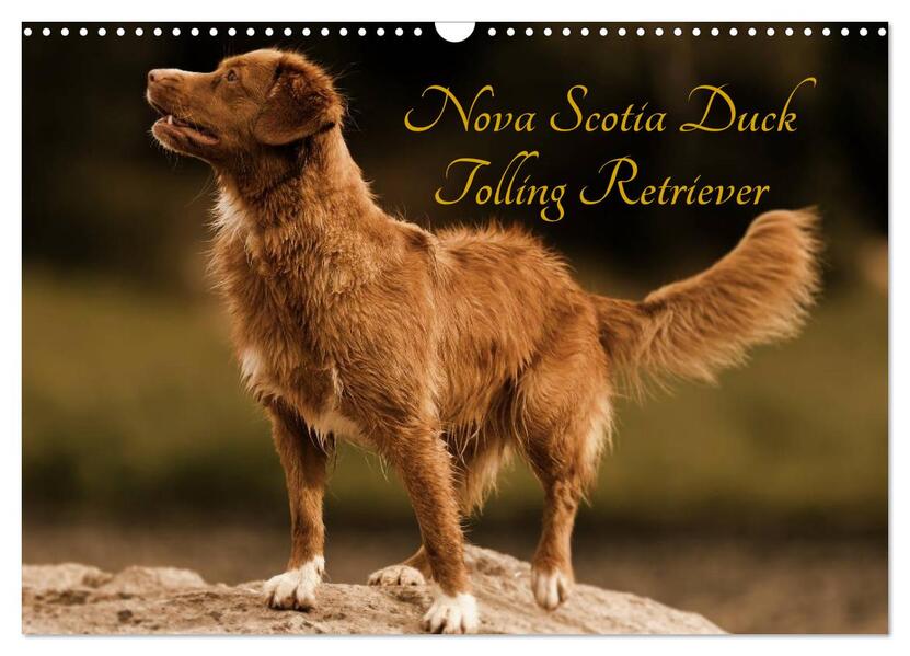 Nova Scotia Duck Tolling Retriever (Wandkalender 2026 DIN A3 quer) CALVENDO Monatskalender