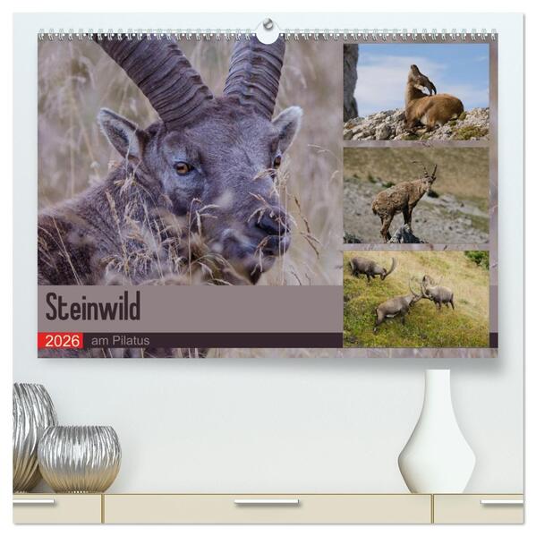 Steinwild am Pilatus (hochwertiger Premium Wandkalender 2026 DIN A2 quer) Kunstdruck in Hochglanz