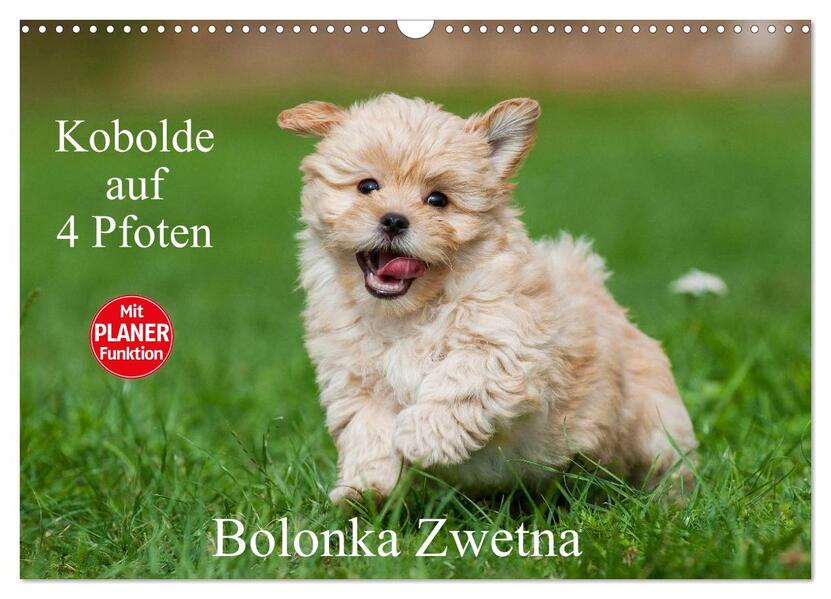 Kobolde auf 4 Pfoten - Bolonka Zwetna (Wandkalender 2026 DIN A3 quer) CALVENDO Monatskalender