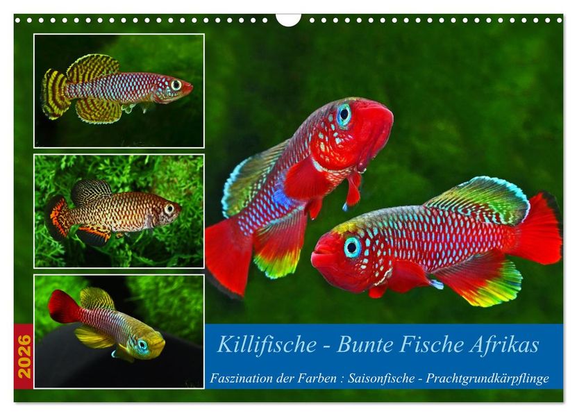 Killifische - Bunte Fische Afrikas (Wandkalender 2026 DIN A3 quer) CALVENDO Monatskalender