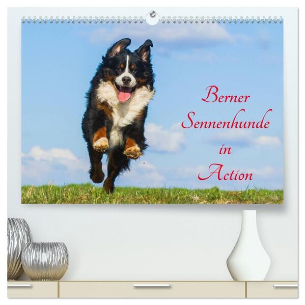 Berner Sennenhunde in Action (hochwertiger Premium Wandkalender 2026 DIN A2 quer) Kunstdruck in Hochglanz