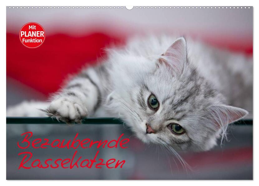 Bezaubernde Rassekatzen (Wandkalender 2026 DIN A2 quer) CALVENDO Monatskalender