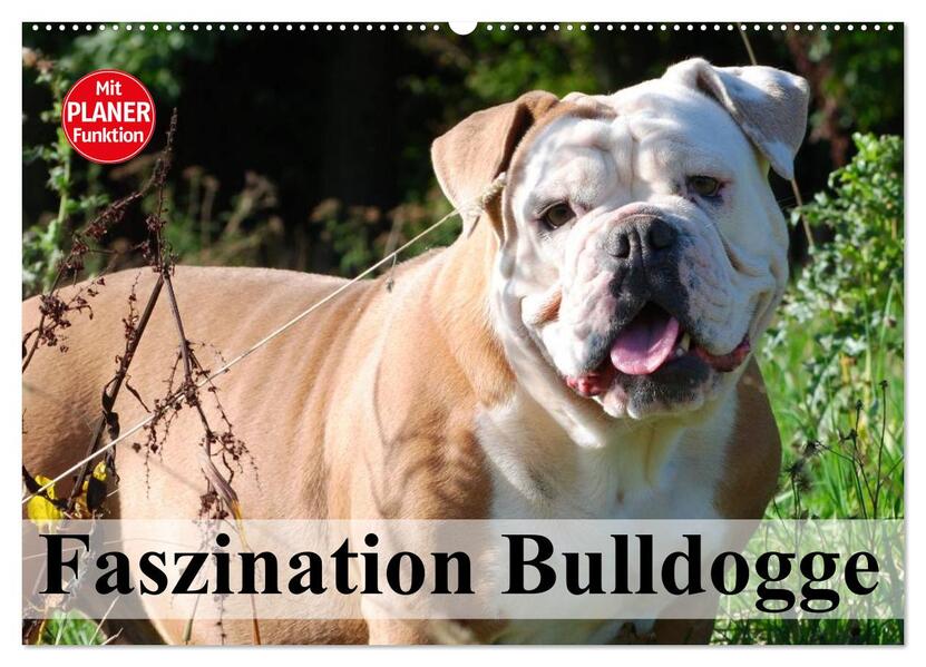 Faszination Bulldogge (Wandkalender 2026 DIN A2 quer) CALVENDO Monatskalender