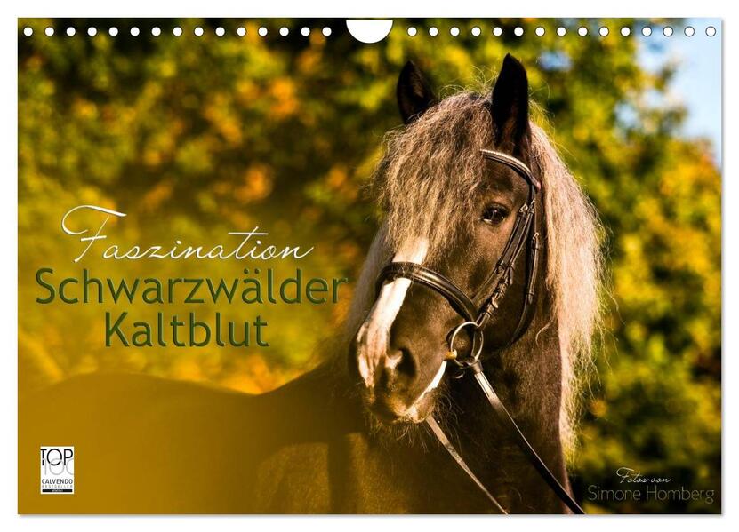 Faszination Schwarzwälder Kaltblut (Wandkalender 2026 DIN A4 quer) CALVENDO Monatskalender