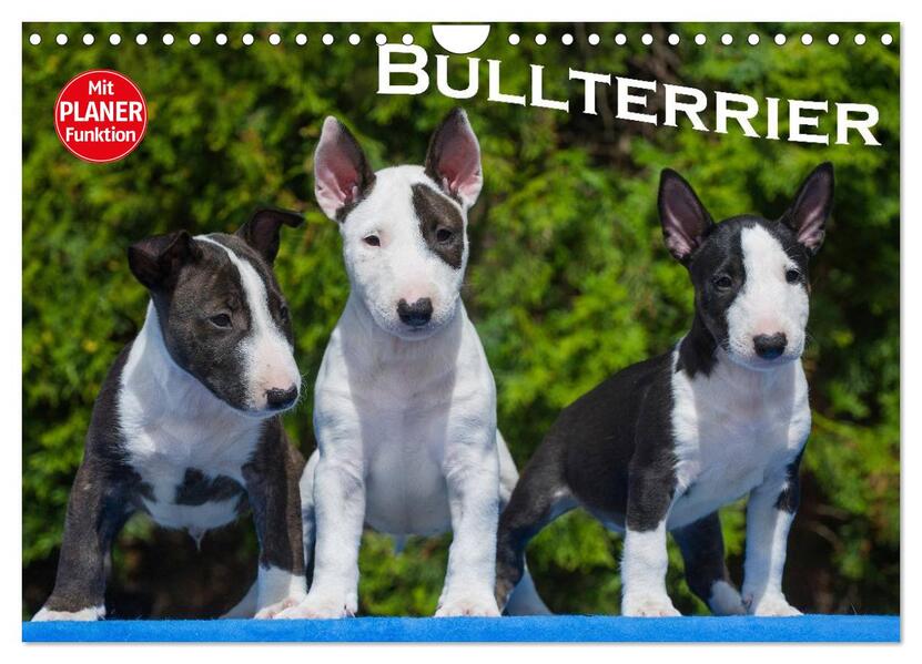 Bullterrier (Wandkalender 2026 DIN A4 quer) CALVENDO Monatskalender