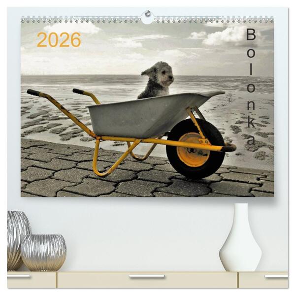 Bolonka 2026 (hochwertiger Premium Wandkalender 2026 DIN A2 quer) Kunstdruck in Hochglanz