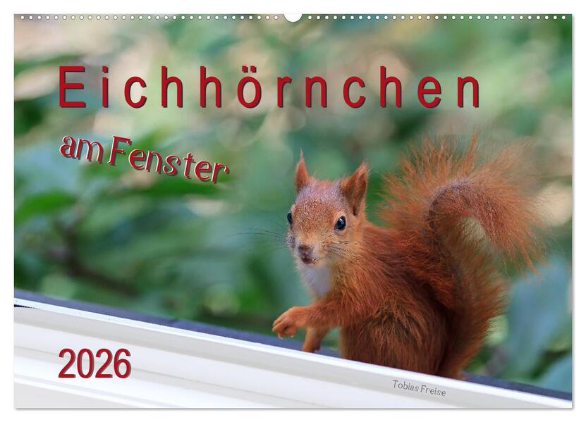 Eichhörnchen am Fenster (Wandkalender 2026 DIN A2 quer) CALVENDO Monatskalender