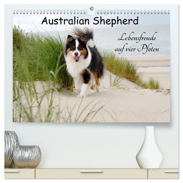 Australian Shepherd - Lebensfreude auf vier Pfoten (hochwertiger Premium Wandkalender 2026 DIN A2 quer) Kunstdruck in Hochglanz