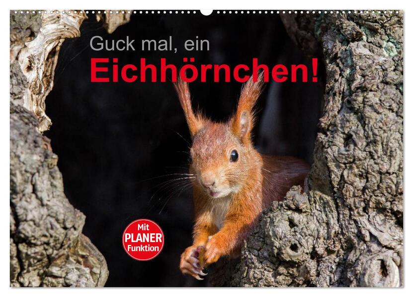 Guck mal ein Eichhörnchen! (Wandkalender 2026 DIN A2 quer) CALVENDO Monatskalender