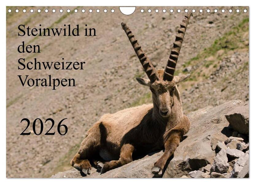 Steinwild in den Schweizer Voralpen (Wandkalender 2026 DIN A4 quer) CALVENDO Monatskalender