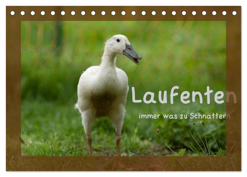 Laufenten immer was zu Schnattern (Tischkalender 2026 DIN A5 quer) CALVENDO Monatskalender