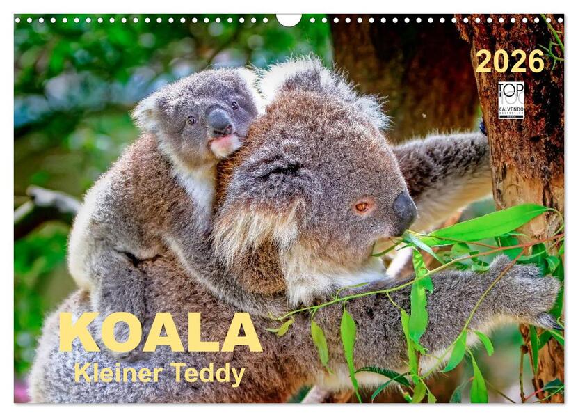 Koala - kleiner Teddy (Wandkalender 2026 DIN A3 quer) CALVENDO Monatskalender