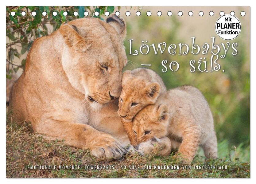 Emotionale Momente: Löwenbabys - so süß. (Tischkalender 2026 DIN A5 quer) CALVENDO Monatskalender