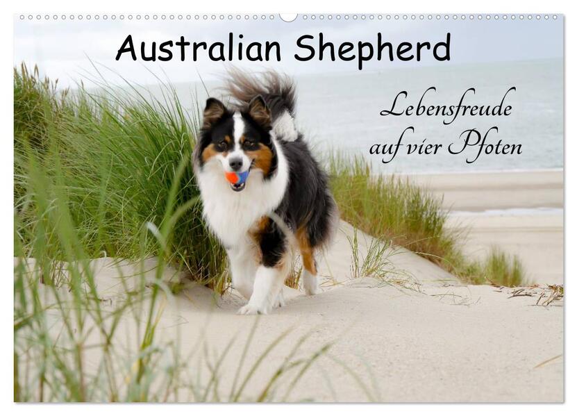 Australian Shepherd - Lebensfreude auf vier Pfoten (Wandkalender 2026 DIN A2 quer) CALVENDO Monatskalender