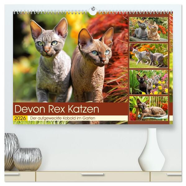 Devon Rex Katzen. Der aufgeweckte Kobold im Garten (hochwertiger Premium Wandkalender 2026 DIN A2 quer) Kunstdruck in Hochglanz