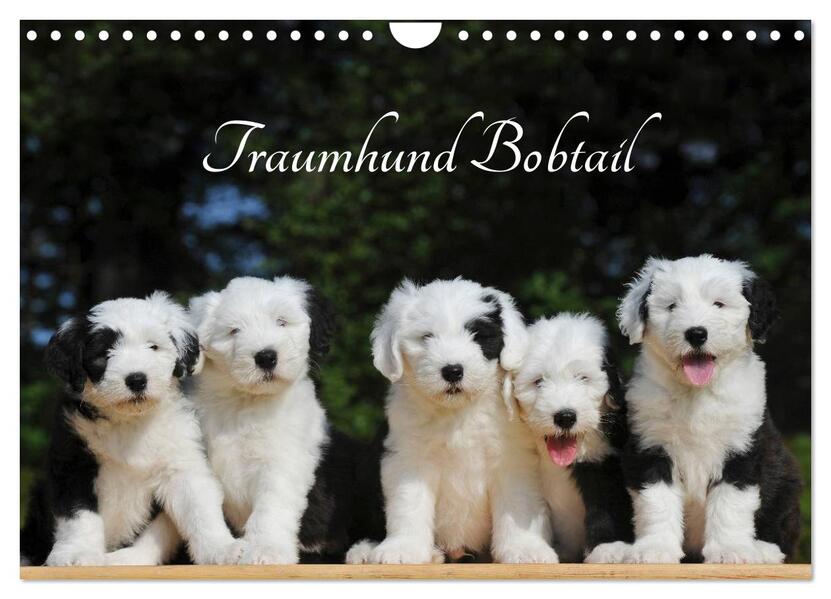 Traumhund Bobtail (Wandkalender 2026 DIN A4 quer) CALVENDO Monatskalender