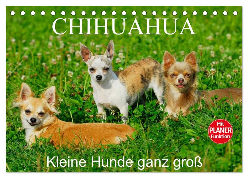 Chihuahua - Kleine Hunde ganz groß (Tischkalender 2026 DIN A5 quer) CALVENDO Monatskalender