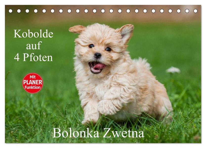 Kobolde auf 4 Pfoten - Bolonka Zwetna (Tischkalender 2026 DIN A5 quer) CALVENDO Monatskalender