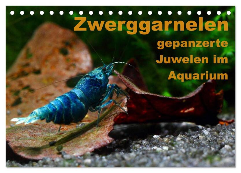 Zwerggarnelen - gepanzerte Juwelen im Aquarium (Tischkalender 2026 DIN A5 quer) CALVENDO Monatskalender