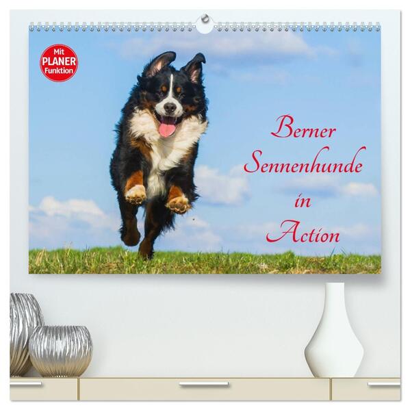 Berner Sennenhunde in Action (hochwertiger Premium Wandkalender 2026 DIN A2 quer) Kunstdruck in Hochglanz
