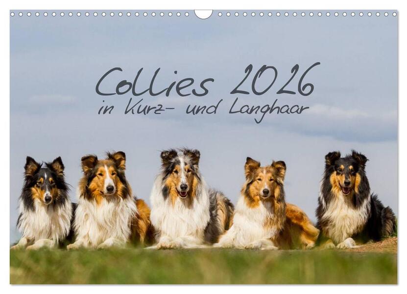 Collies 2026 in Kurz- und Langhaar (Wandkalender 2026 DIN A3 quer) CALVENDO Monatskalender