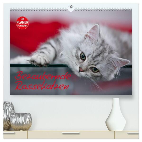 Bezaubernde Rassekatzen (hochwertiger Premium Wandkalender 2026 DIN A2 quer) Kunstdruck in Hochglanz