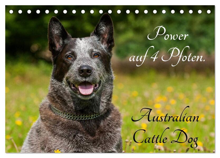 Power auf 4 Pfoten. Australian Cattle Dog (Tischkalender 2026 DIN A5 quer) CALVENDO Monatskalender