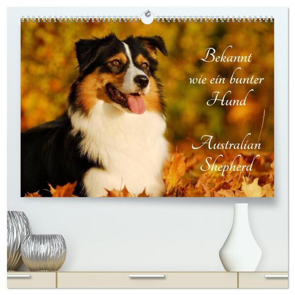 Bekannt wie ein bunter Hund. Australian Shepherd (hochwertiger Premium Wandkalender 2026 DIN A2 quer) Kunstdruck in Hochglanz