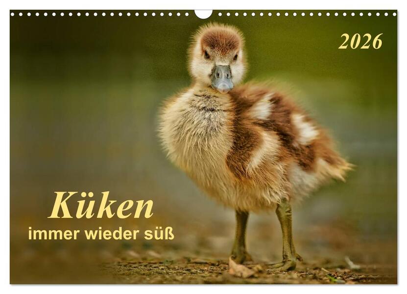 Küken - immer wieder süß (Wandkalender 2026 DIN A3 quer) CALVENDO Monatskalender