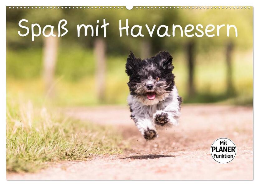 Spaß mit Havanesern (Wandkalender 2026 DIN A2 quer) CALVENDO Monatskalender