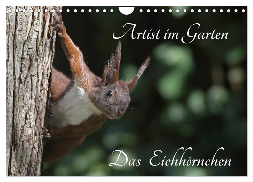 Artist im Garten. Das Eichhörnchen (Wandkalender 2026 DIN A4 quer) CALVENDO Monatskalender