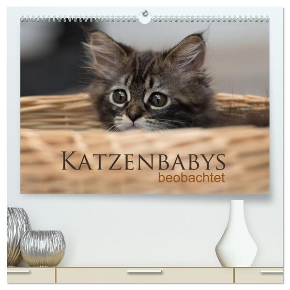 Katzenbabys beobachtet (hochwertiger Premium Wandkalender 2026 DIN A2 quer) Kunstdruck in Hochglanz