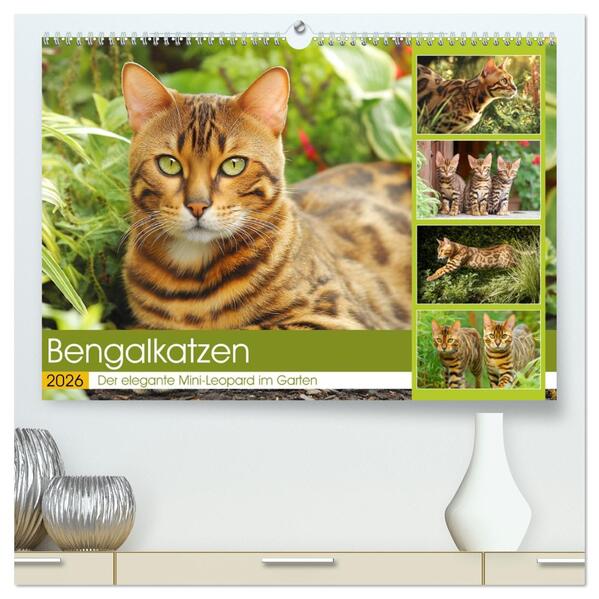 Bengalkatzen. Der elegante Mini-Leopard im Garten (hochwertiger Premium Wandkalender 2026 DIN A2 quer) Kunstdruck in Hochglanz