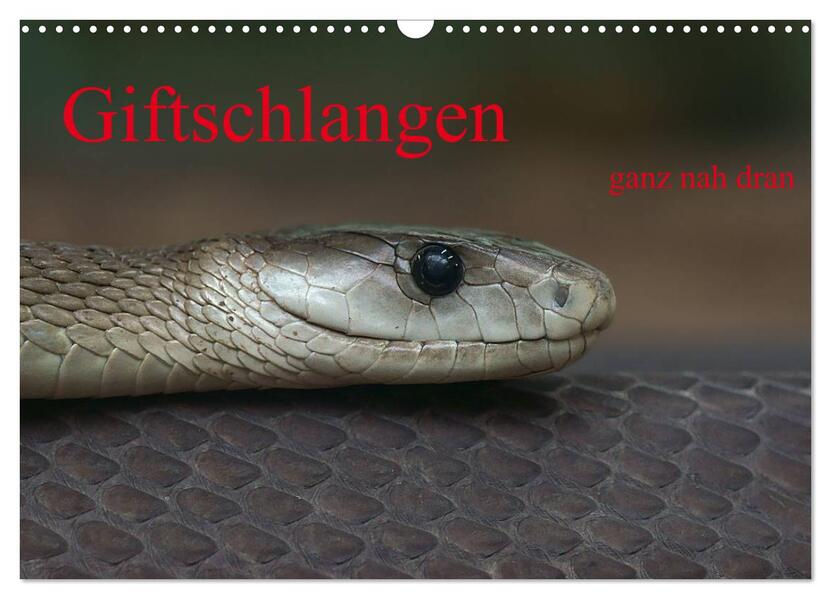 Giftschlangen ganz nah dran (Wandkalender 2026 DIN A3 quer) CALVENDO Monatskalender