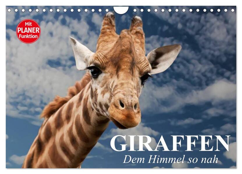 Giraffen. Dem Himmel so nah (Wandkalender 2026 DIN A4 quer) CALVENDO Monatskalender