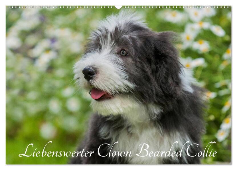 Liebenswerter Clown Bearded Collie (Wandkalender 2026 DIN A2 quer) CALVENDO Monatskalender