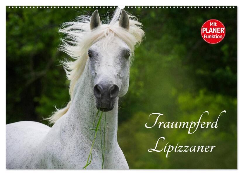 Traumpferd Lipizzaner (Wandkalender 2026 DIN A2 quer) CALVENDO Monatskalender