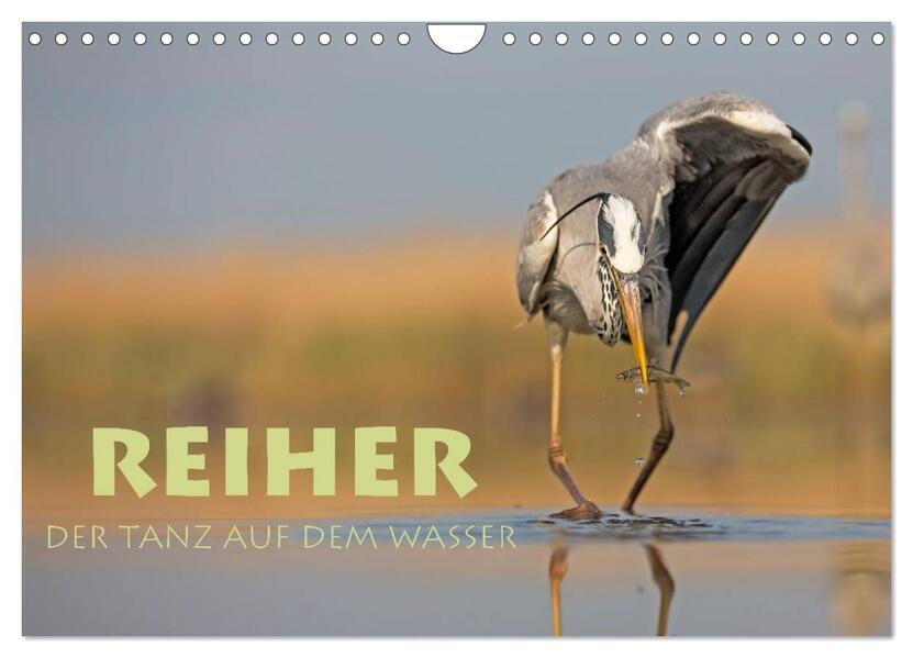 Reiher - Der Tanz auf dem Wasser (Wandkalender 2026 DIN A4 quer) CALVENDO Monatskalender