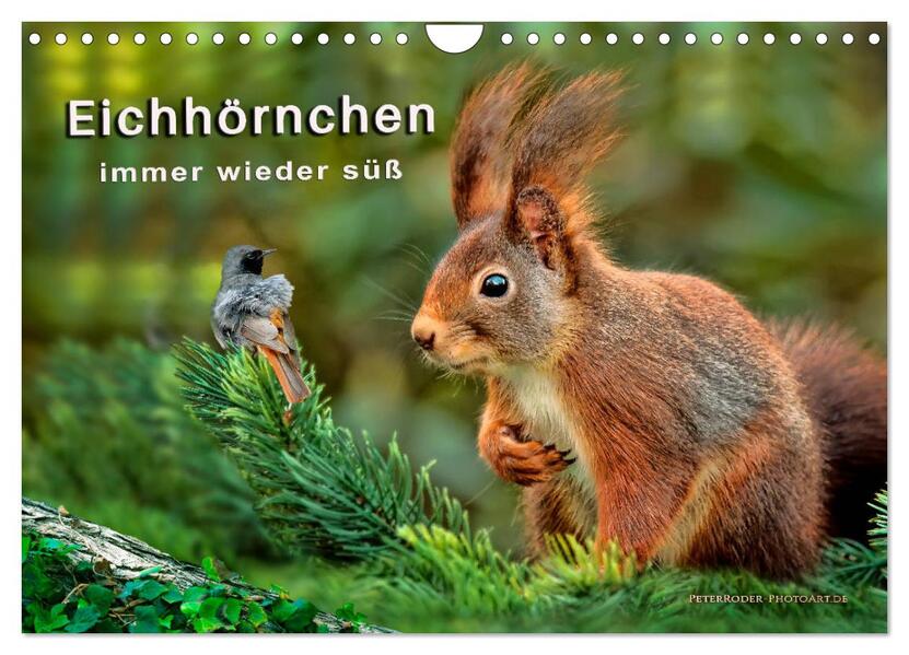 Eichhörnchen - immer wieder süß (Wandkalender 2026 DIN A4 quer) CALVENDO Monatskalender
