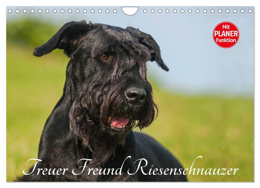 Treuer Freund Riesenschnauzer (Wandkalender 2026 DIN A4 quer) CALVENDO Monatskalender