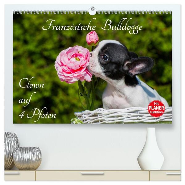 Französische Bulldogge - Clown auf 4 Pfoten (hochwertiger Premium Wandkalender 2026 DIN A2 quer) Kunstdruck in Hochglanz