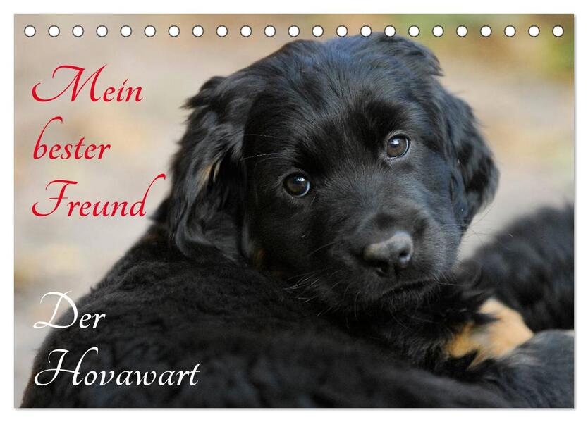 Mein bester Freund - Der Hovawart (Tischkalender 2026 DIN A5 quer) CALVENDO Monatskalender