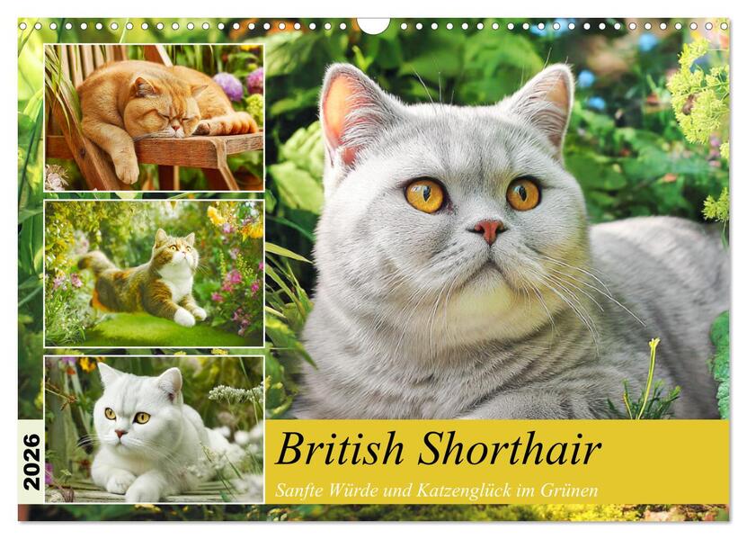 British Shorthair. Sanfte Würde und Katzenglück im Grünen (Wandkalender 2026 DIN A3 quer) CALVENDO Monatskalender