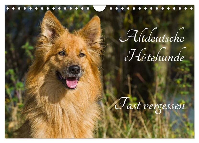 Altdeutsche Hütehunde - Fast vergessen (Wandkalender 2026 DIN A4 quer) CALVENDO Monatskalender